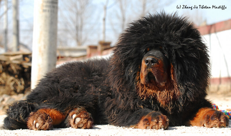 Tibetan Mastiff Dog — Black