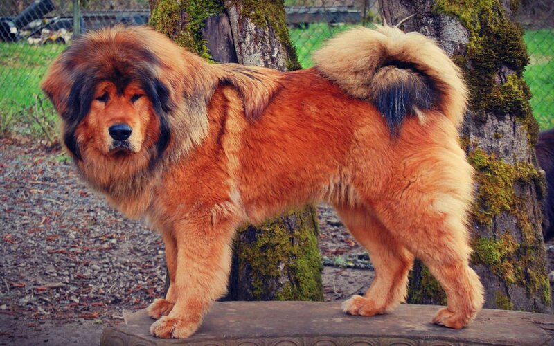 Tibetan Mastiff Dog — Brown, Calm, Afternoon, Photograph