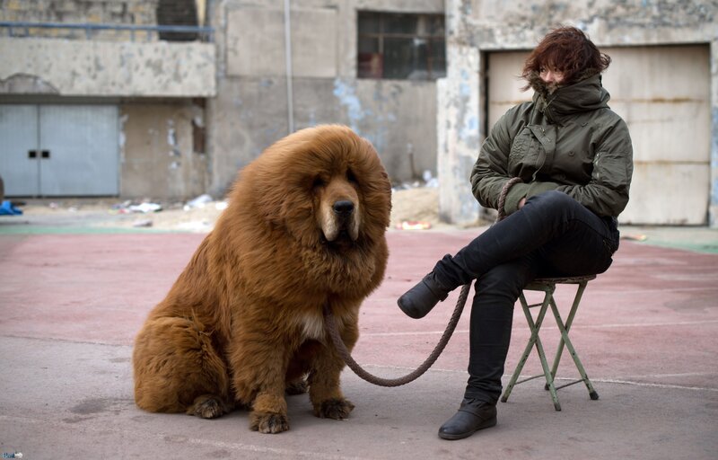 Tibetan Mastiff Dog — Brown, Calm, Afternoon