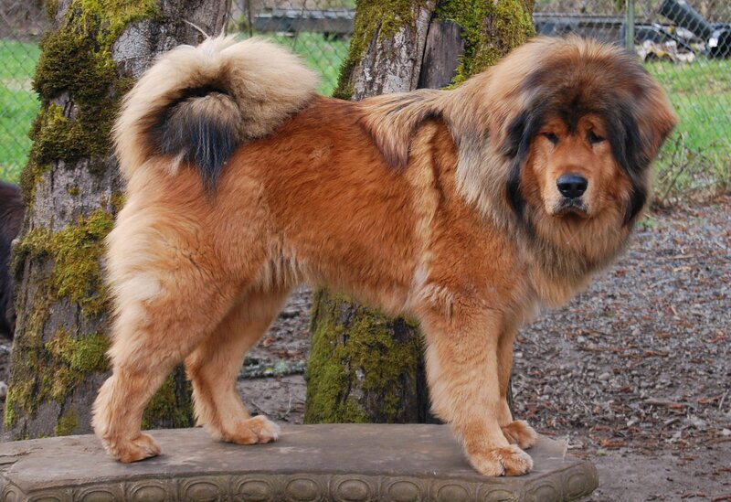 Tibetan Mastiff Dog — Brown