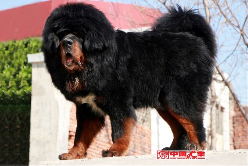 Tibetan Mastiff Dog
