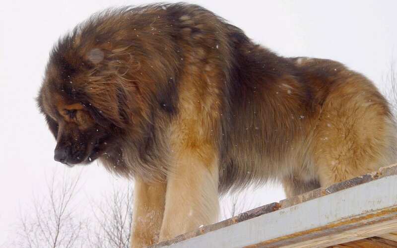 Tibetan Mastiff in Snow — Brown