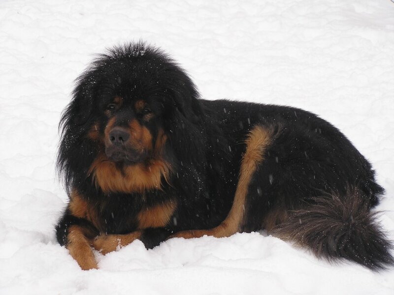 Tibetan Mastiff in Snow
