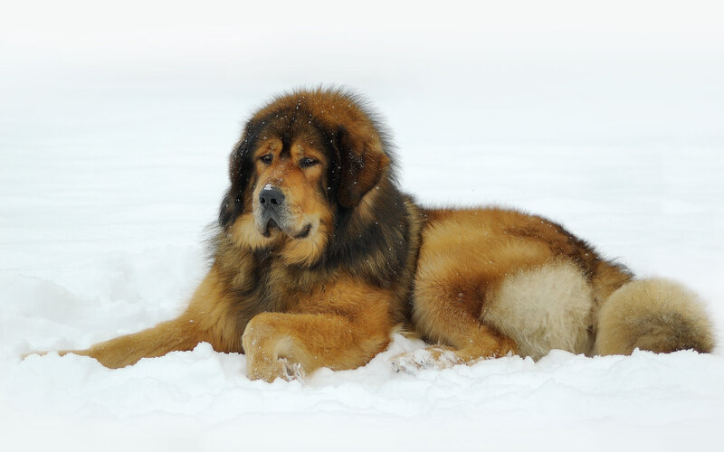 Tibetan Mastiff in Snow — White