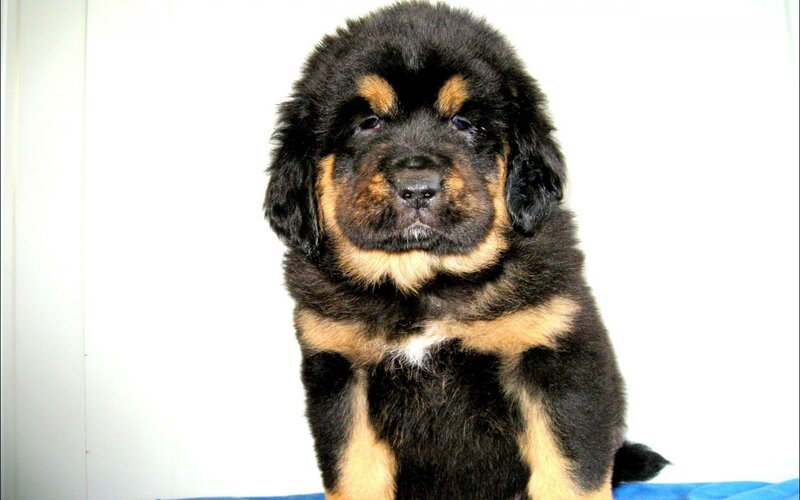 Tibetan Mastiff Puppy — Black