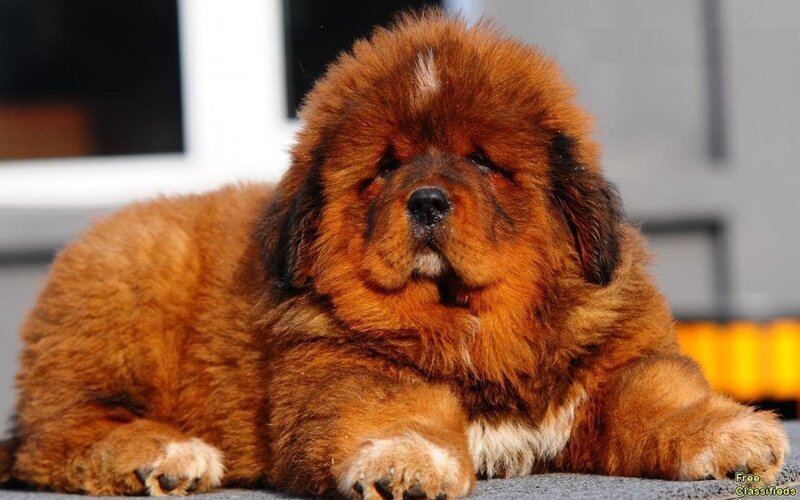 Tibetan Mastiff Puppy — Brown