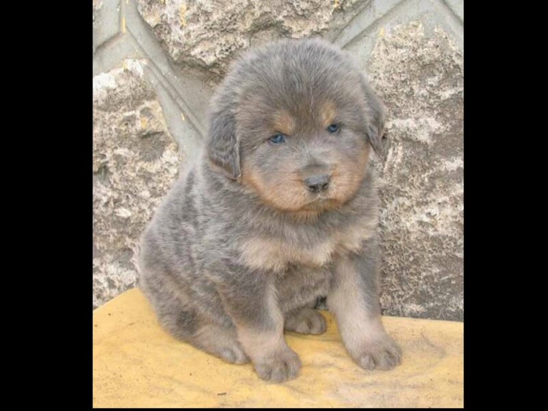 Tibetan Mastiff Puppy — Gray