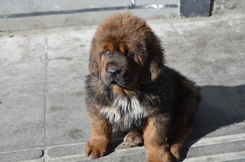 Tibetan Mastiff Puppy