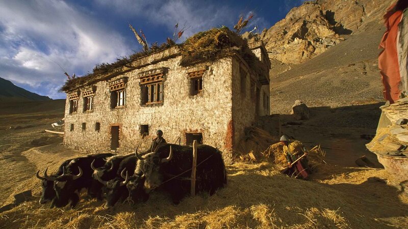 Tibetan village with yaks
