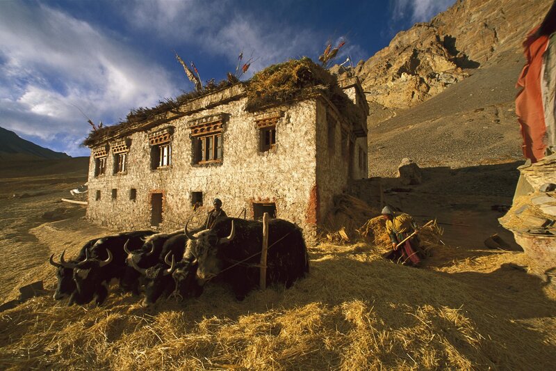 Tibetan village with yaks