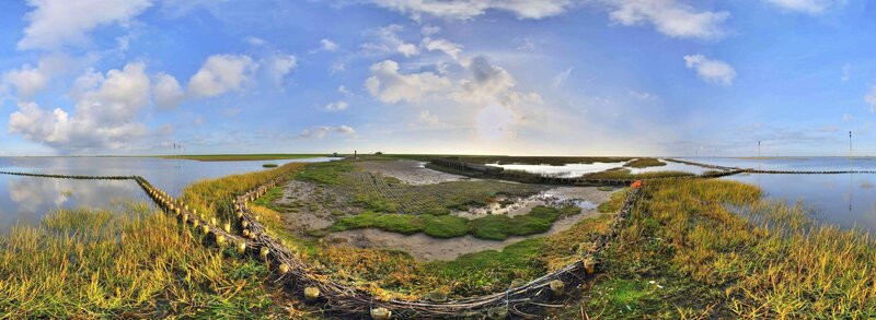 Tidal Flats with Reeds