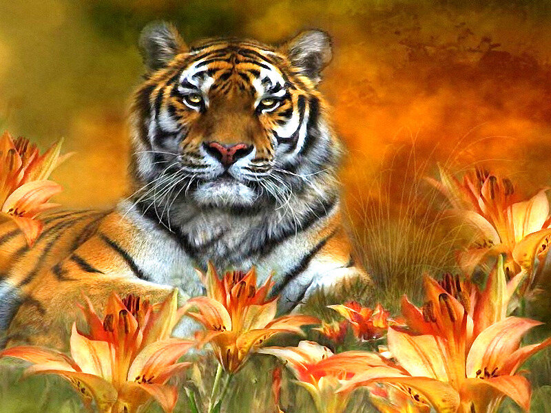 Tiger Among Lilies — Orange