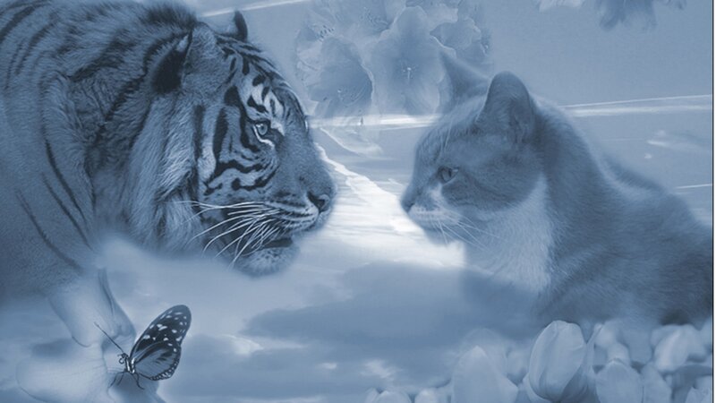 Tiger and Cat Facing