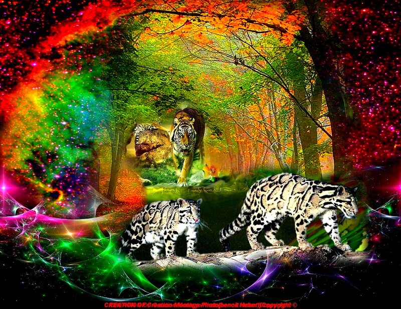 Tiger and Clouded Leopards