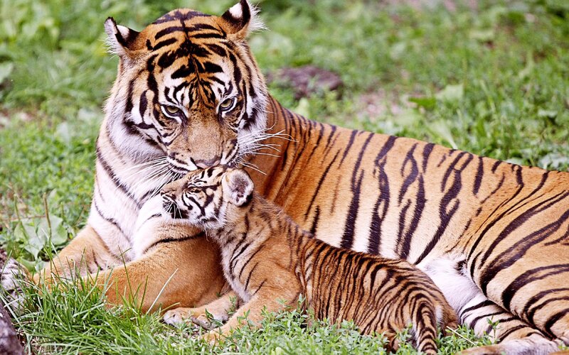 Tiger and Cub — Afternoon