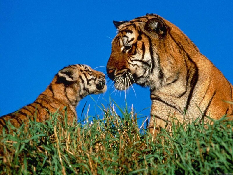 Tiger and Cub — Blue, Calm, Afternoon, Photograph