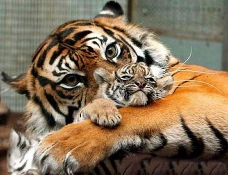 Tiger and cub cuddling