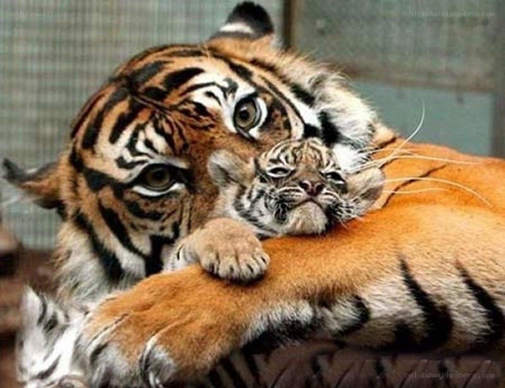Tiger and cub cuddling