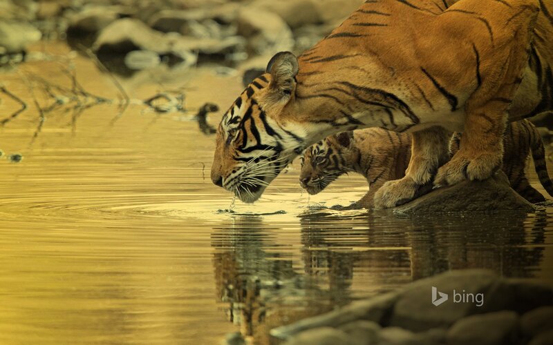 Tiger and Cub Drinking