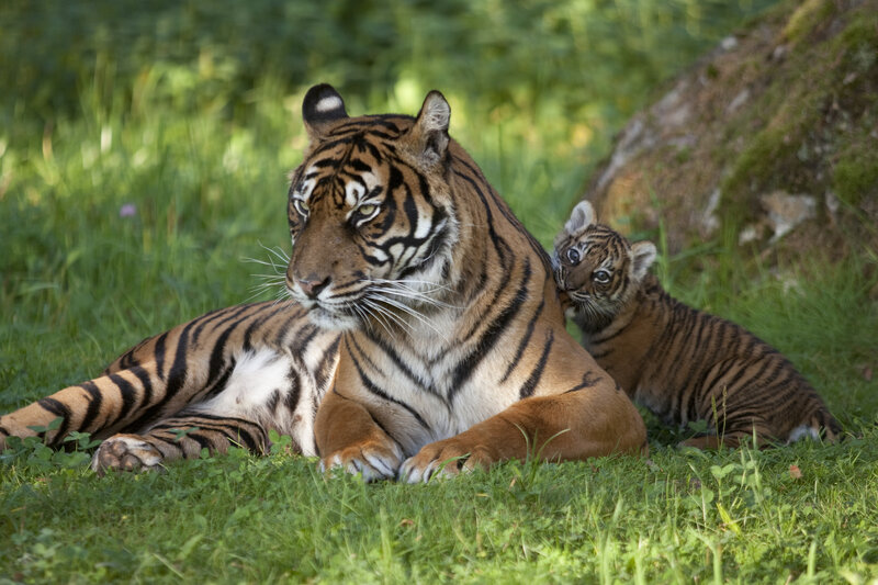 Tiger and Cub — Green, Calm, Afternoon