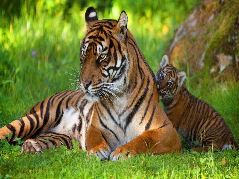 Tiger and Cub — Green
