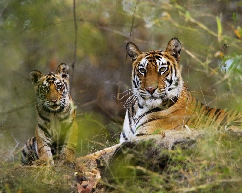 Tiger and Cub in Forest — Orange, Alert