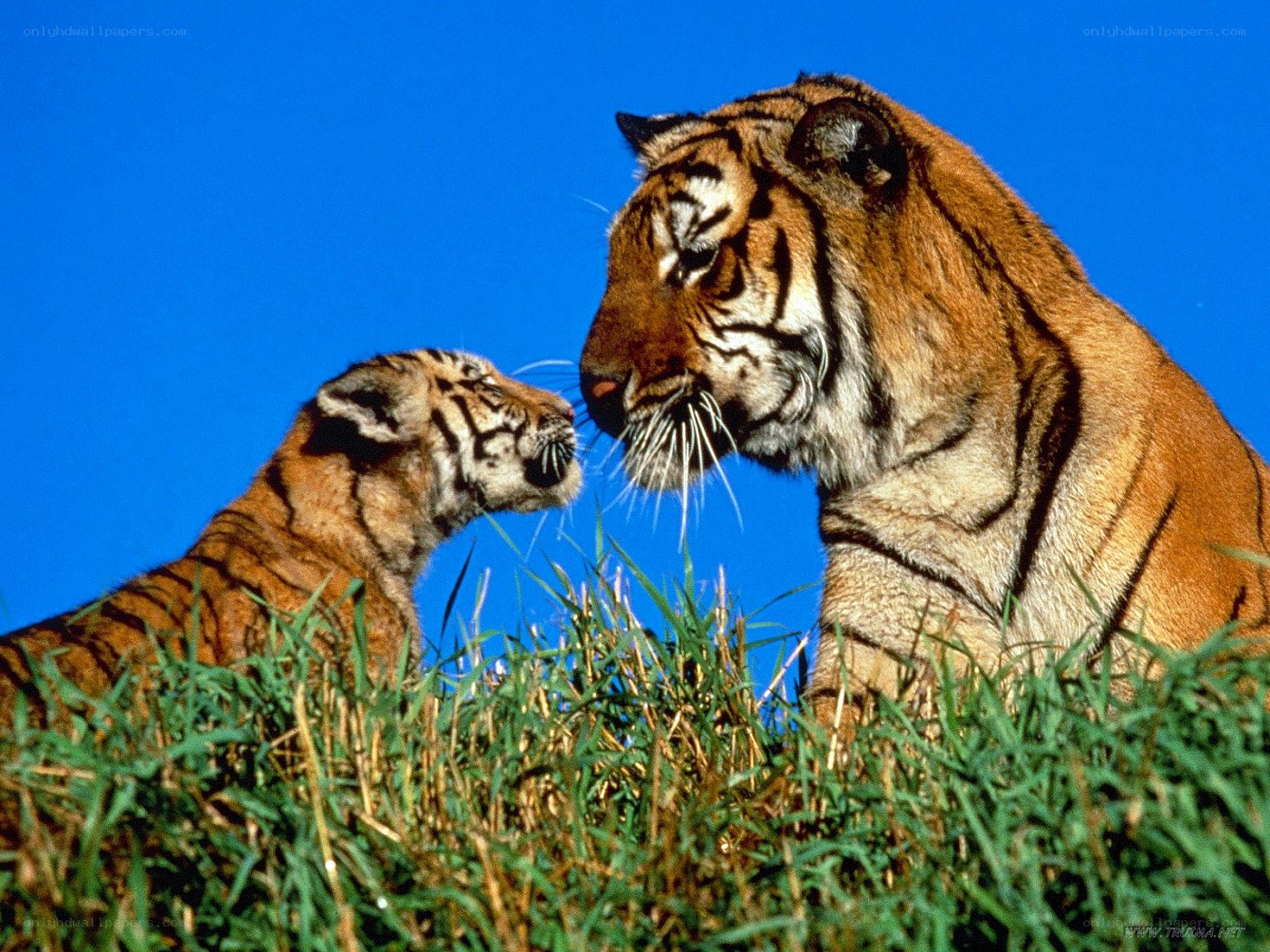 Tiger and cub in grass