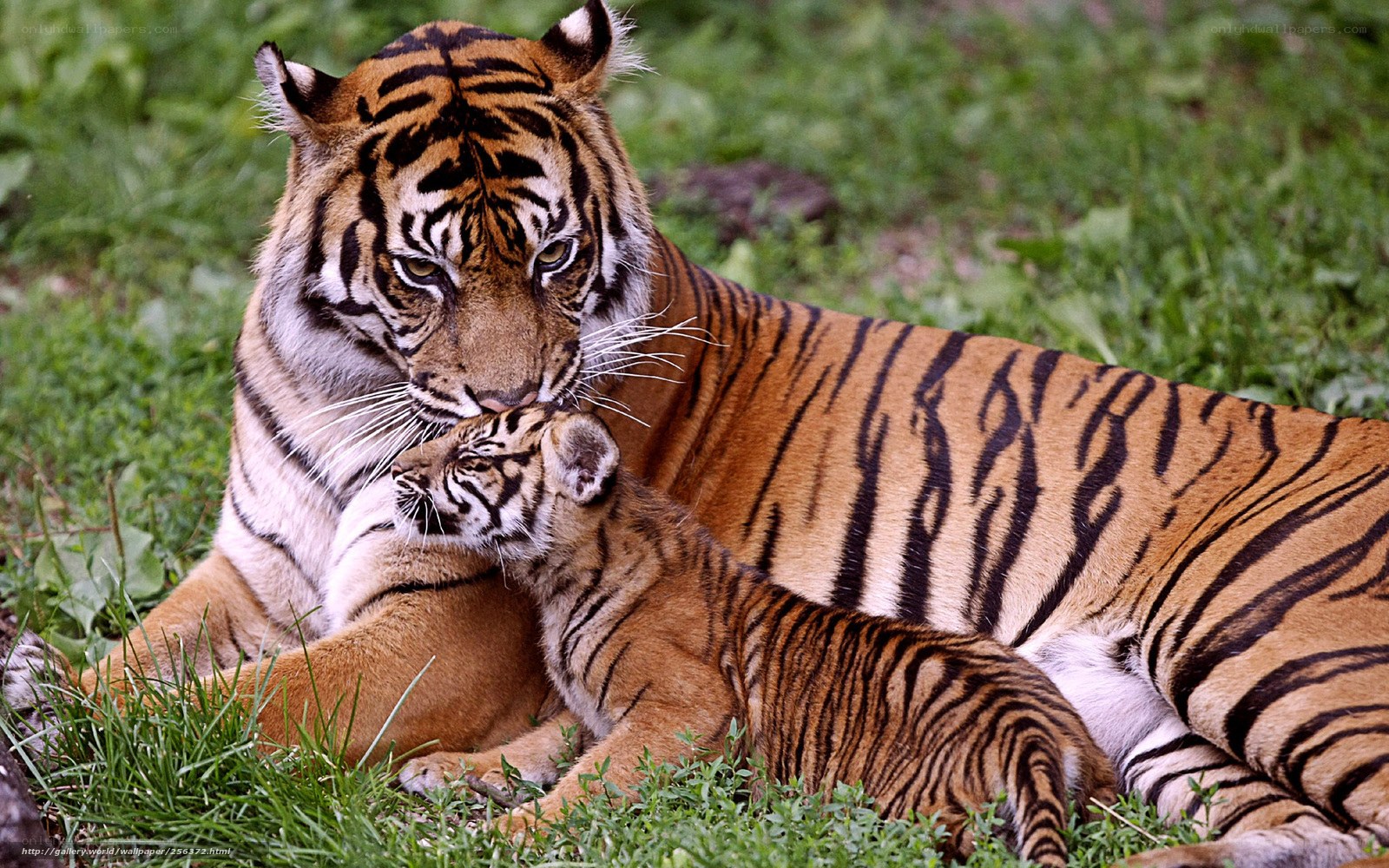 Tiger and cub in grass