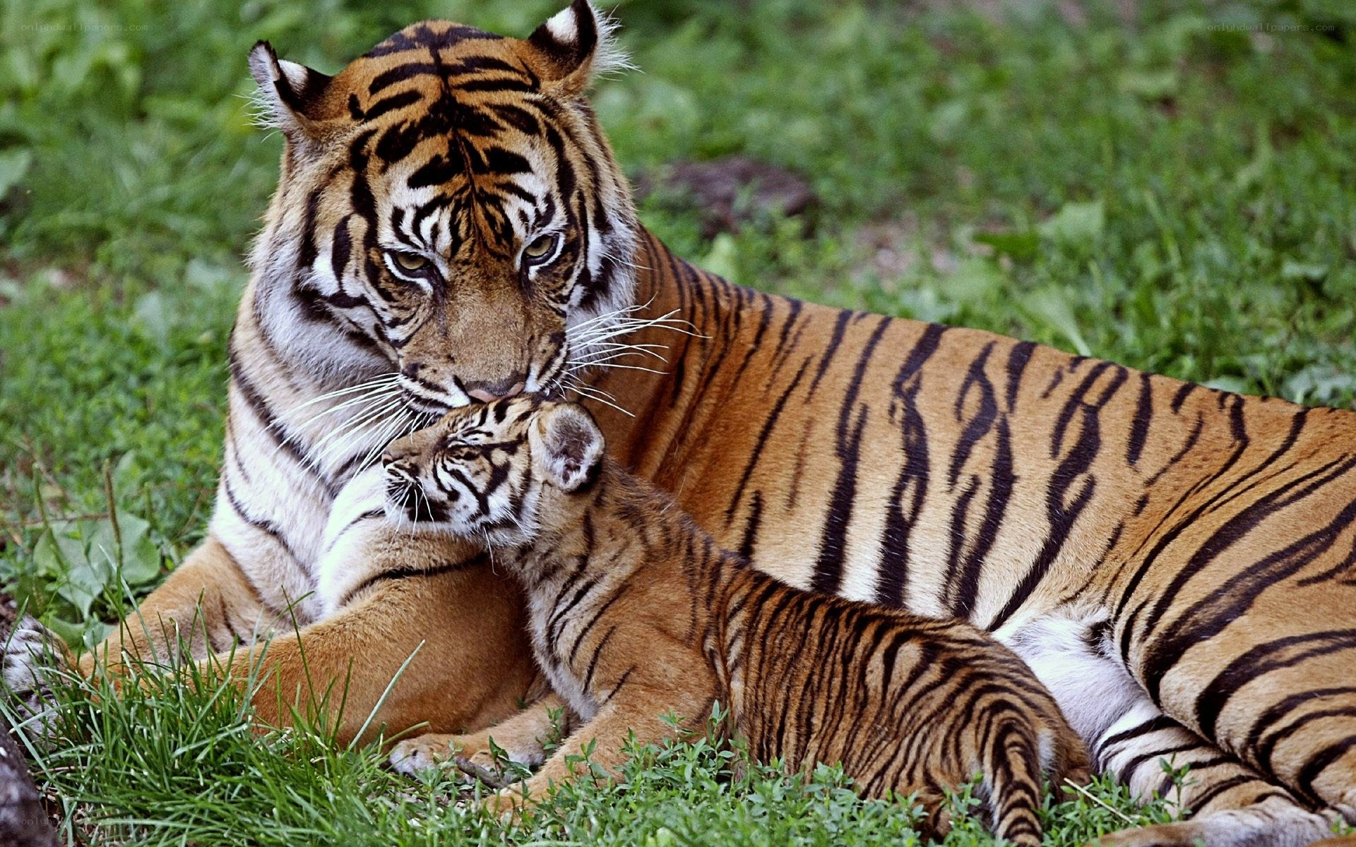 Tiger and cub in grass
