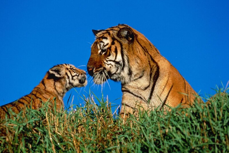 Tiger and cub in grass
