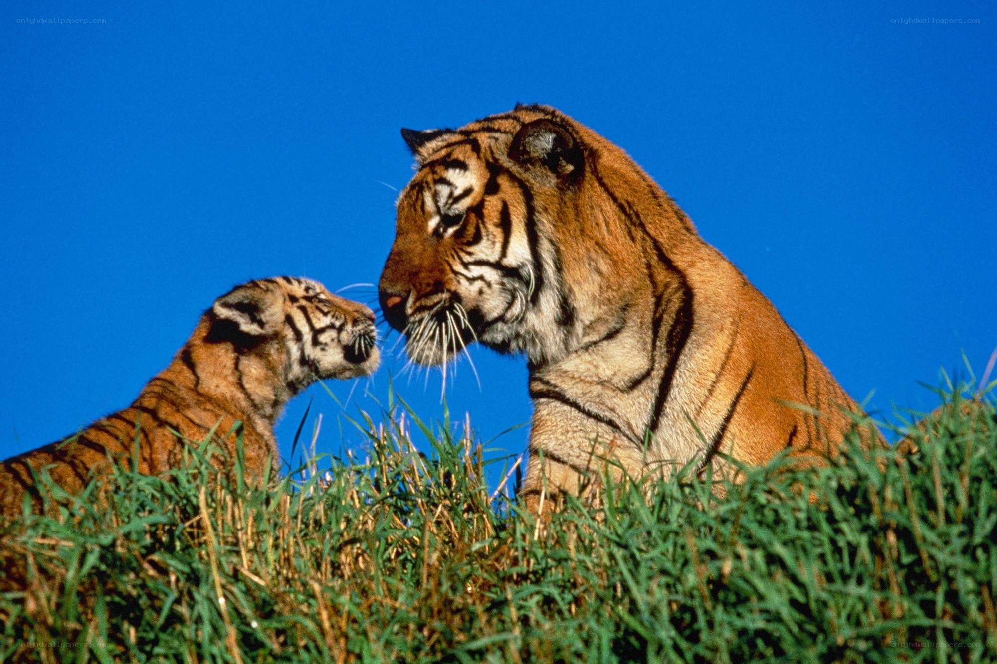 Tiger and cub in grass