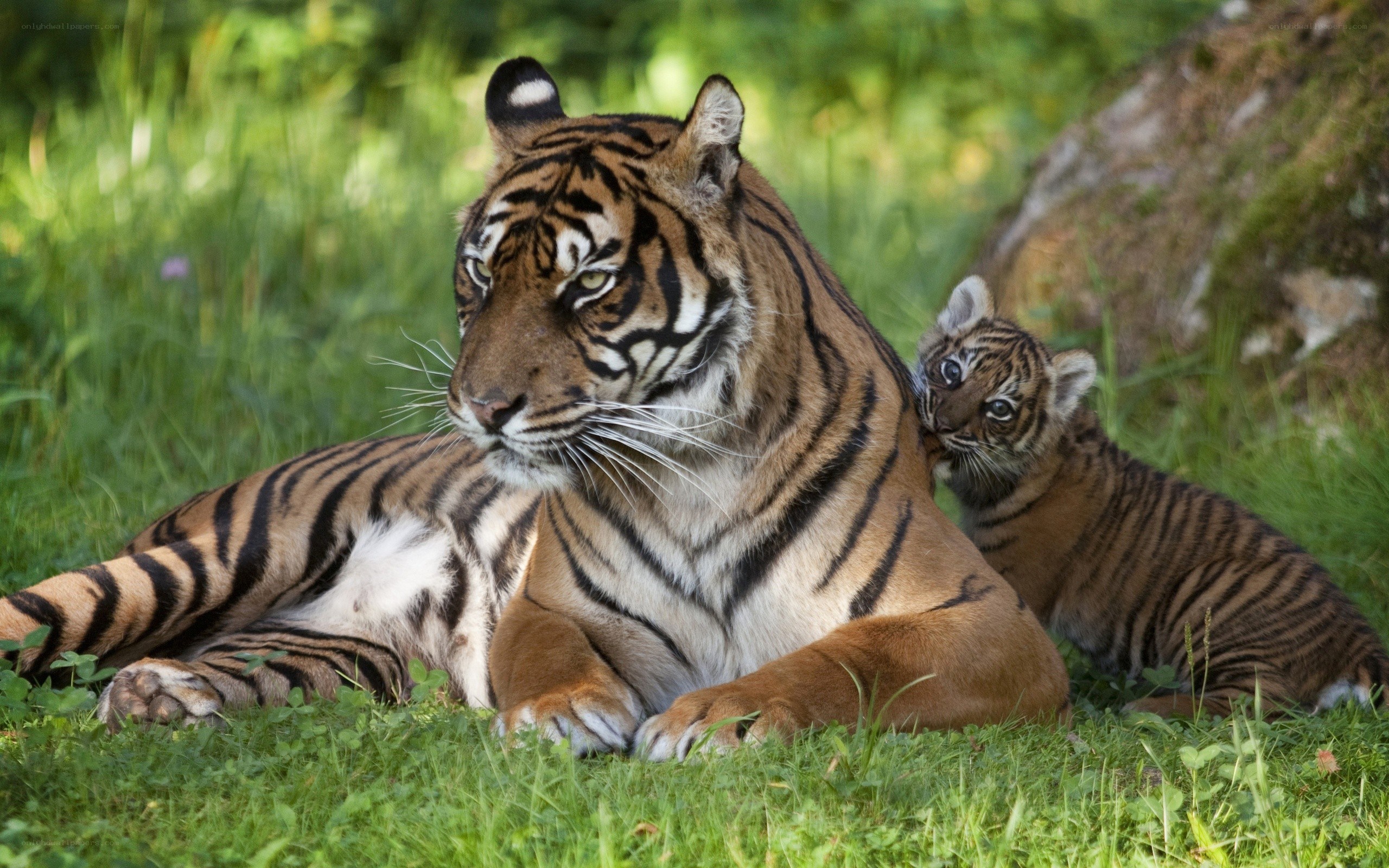 Tiger and cub in grass