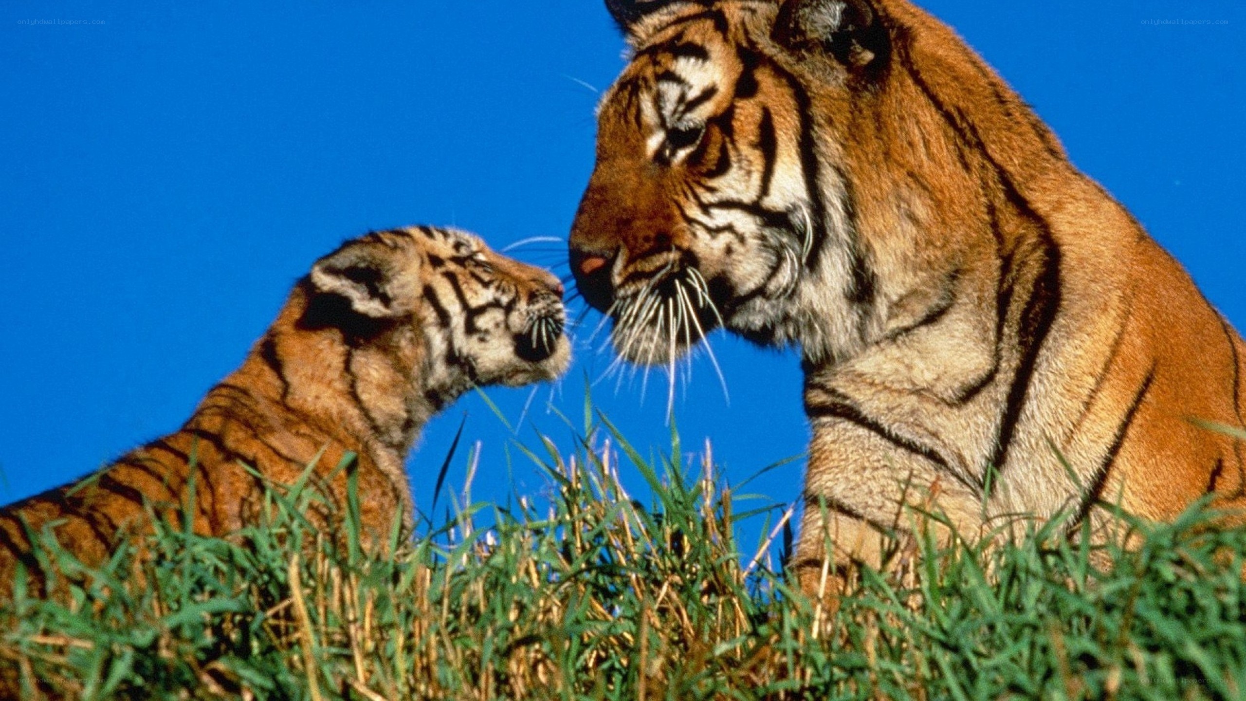 Tiger and cub in grass