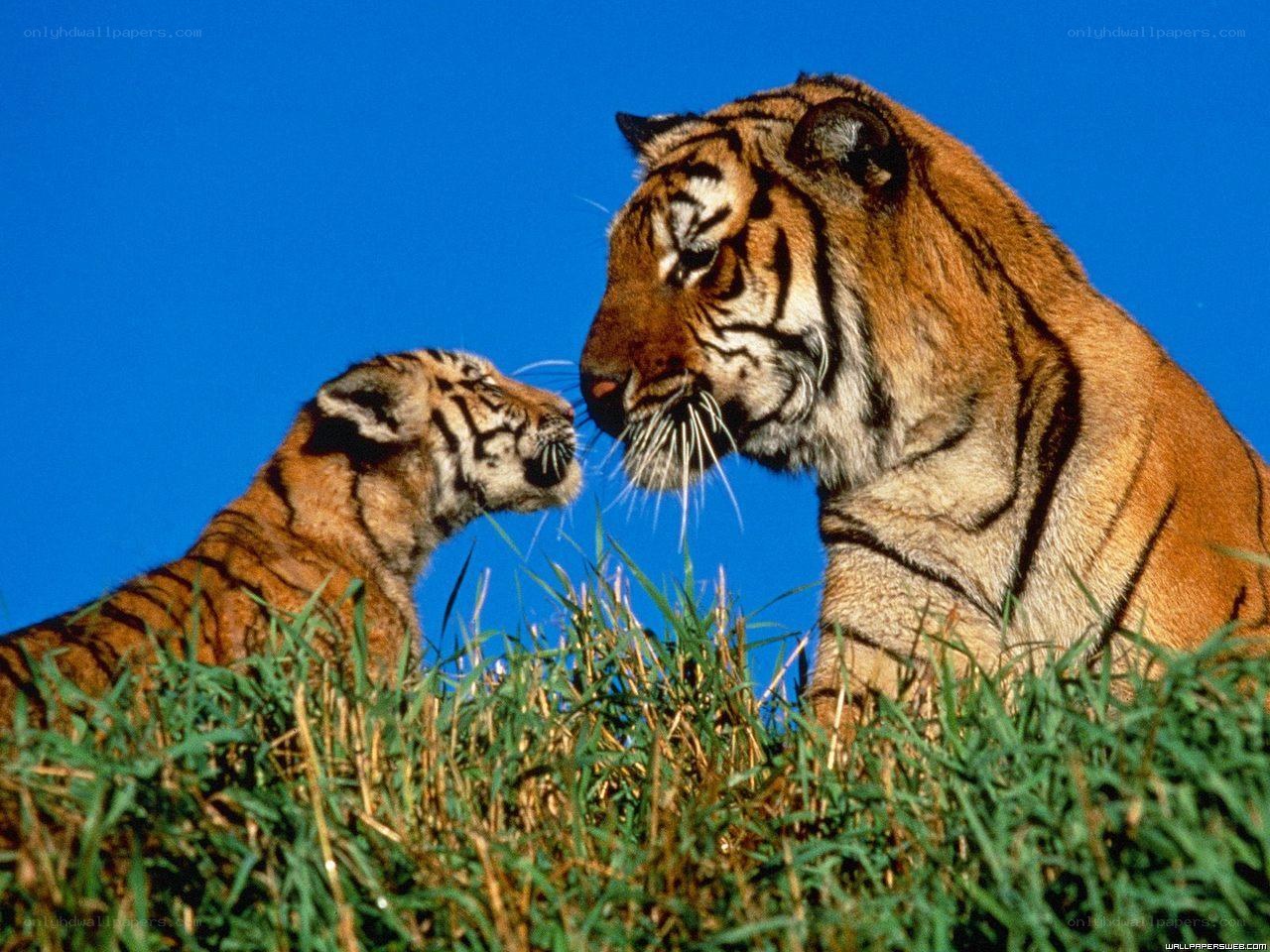 Tiger and cub in grass