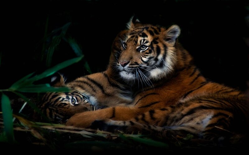 Tiger and Cub in Grass — Black