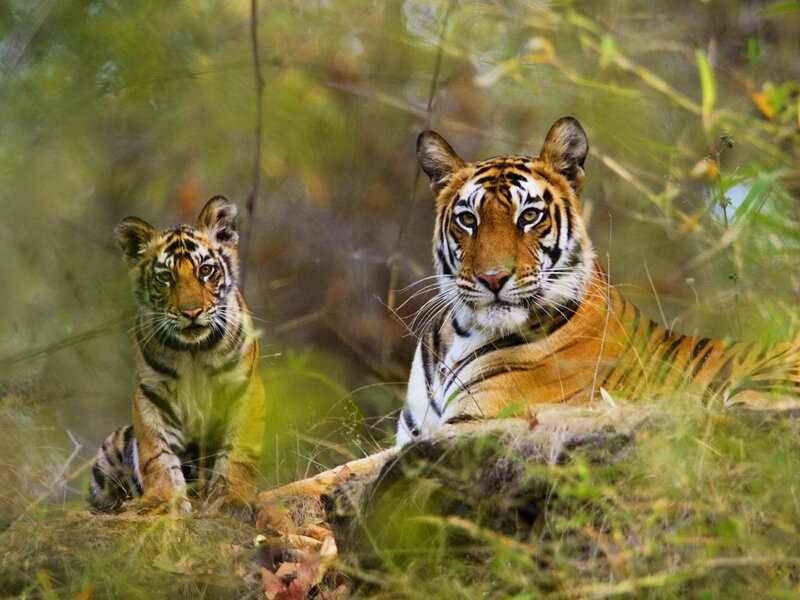 Tiger and Cub in Grass — Orange, Alert