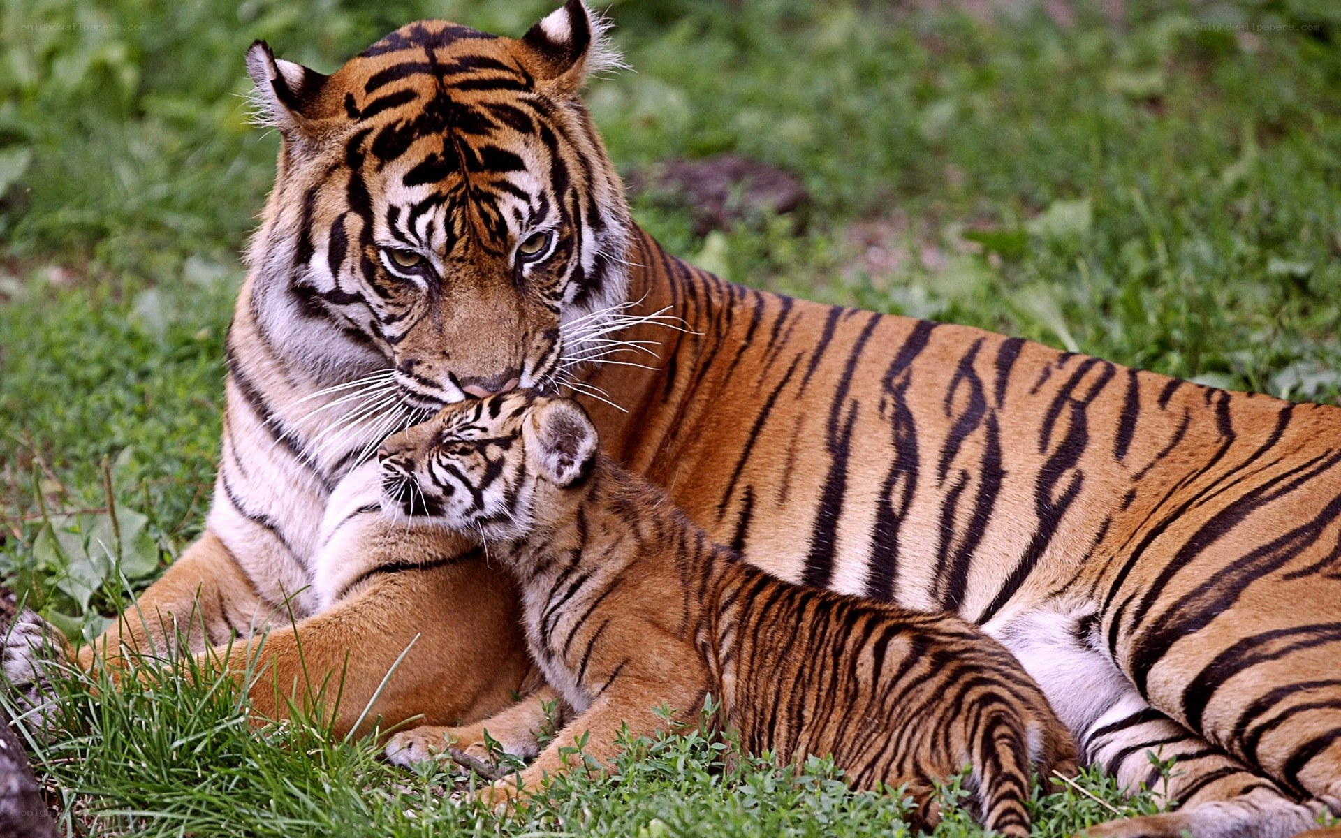 Tiger and cub in grass