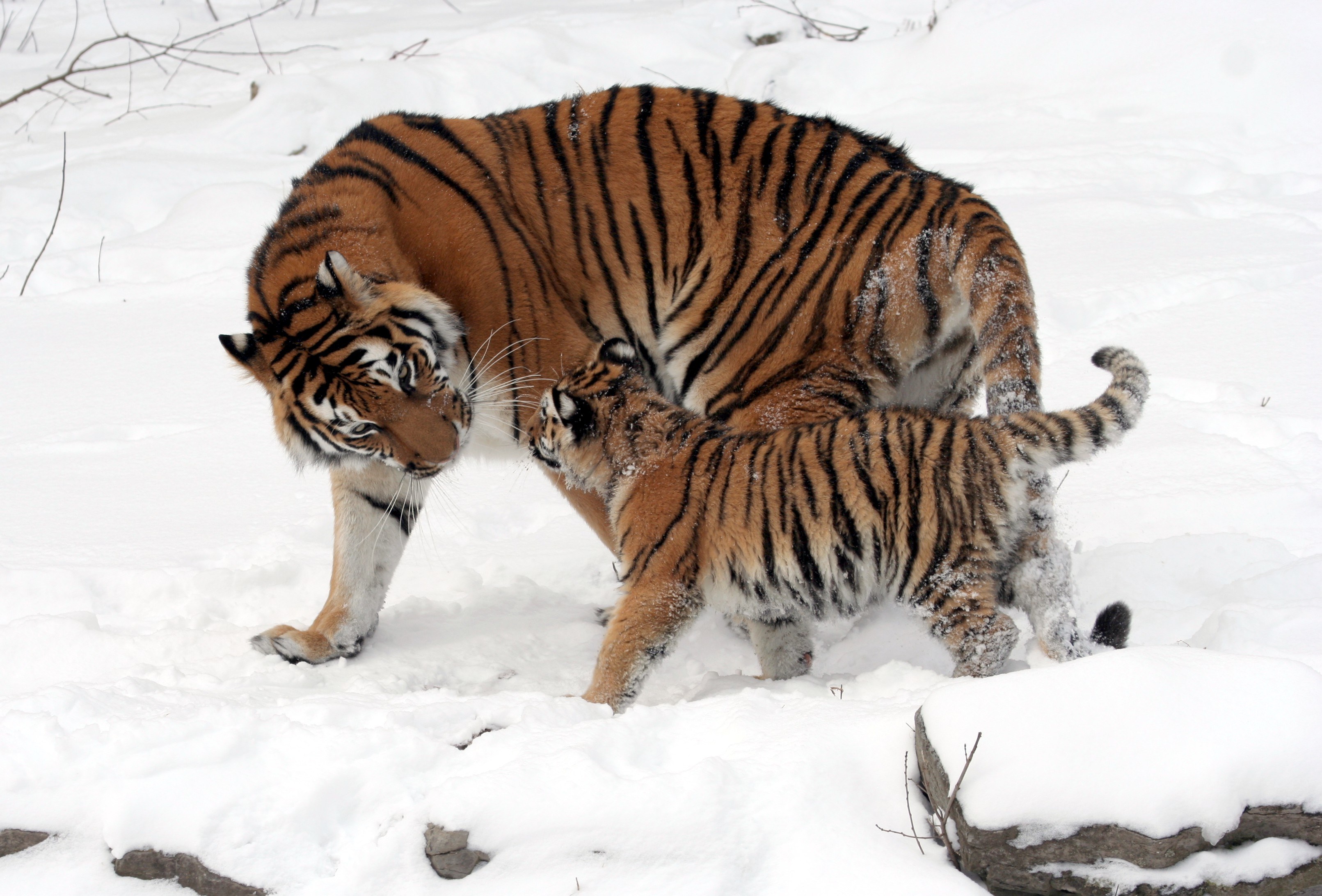 Tiger and cub in snow