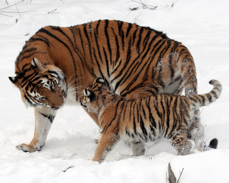 Tiger and cub in snow