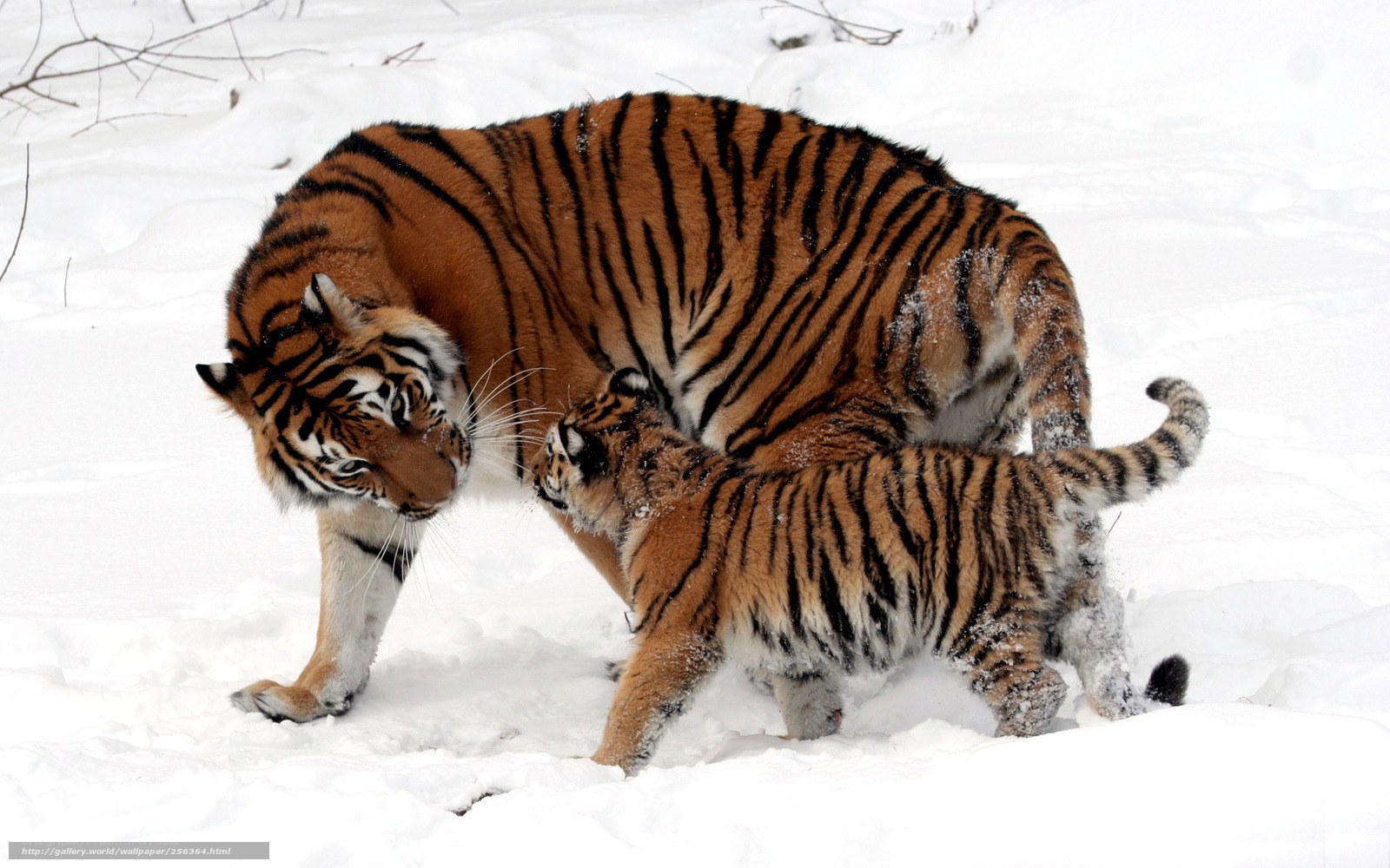 Tiger and cub in snow