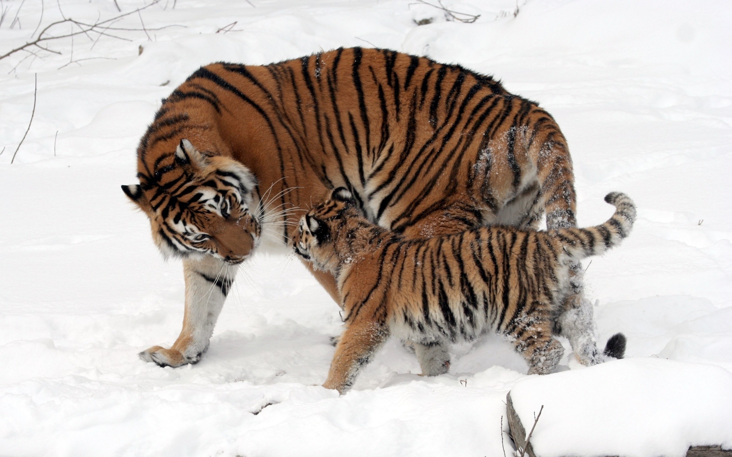 Tiger and cub in snow