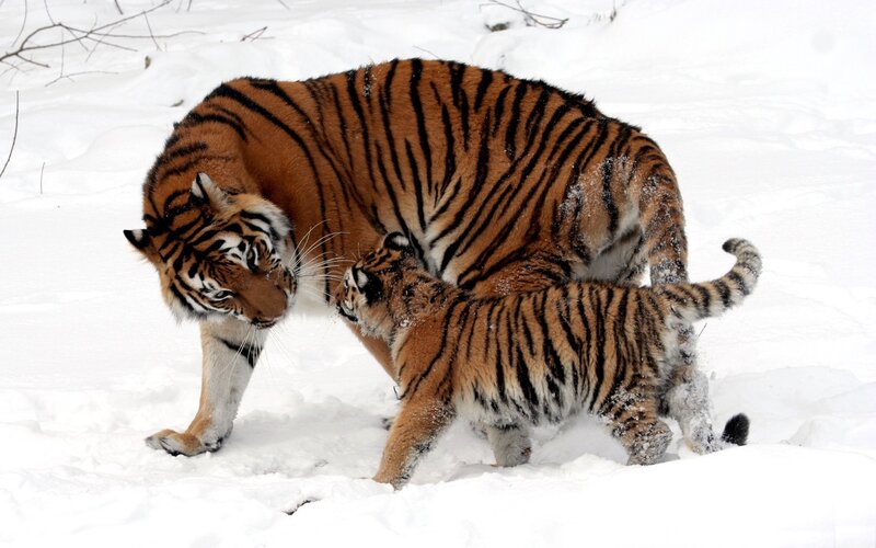 Tiger and cub in snow