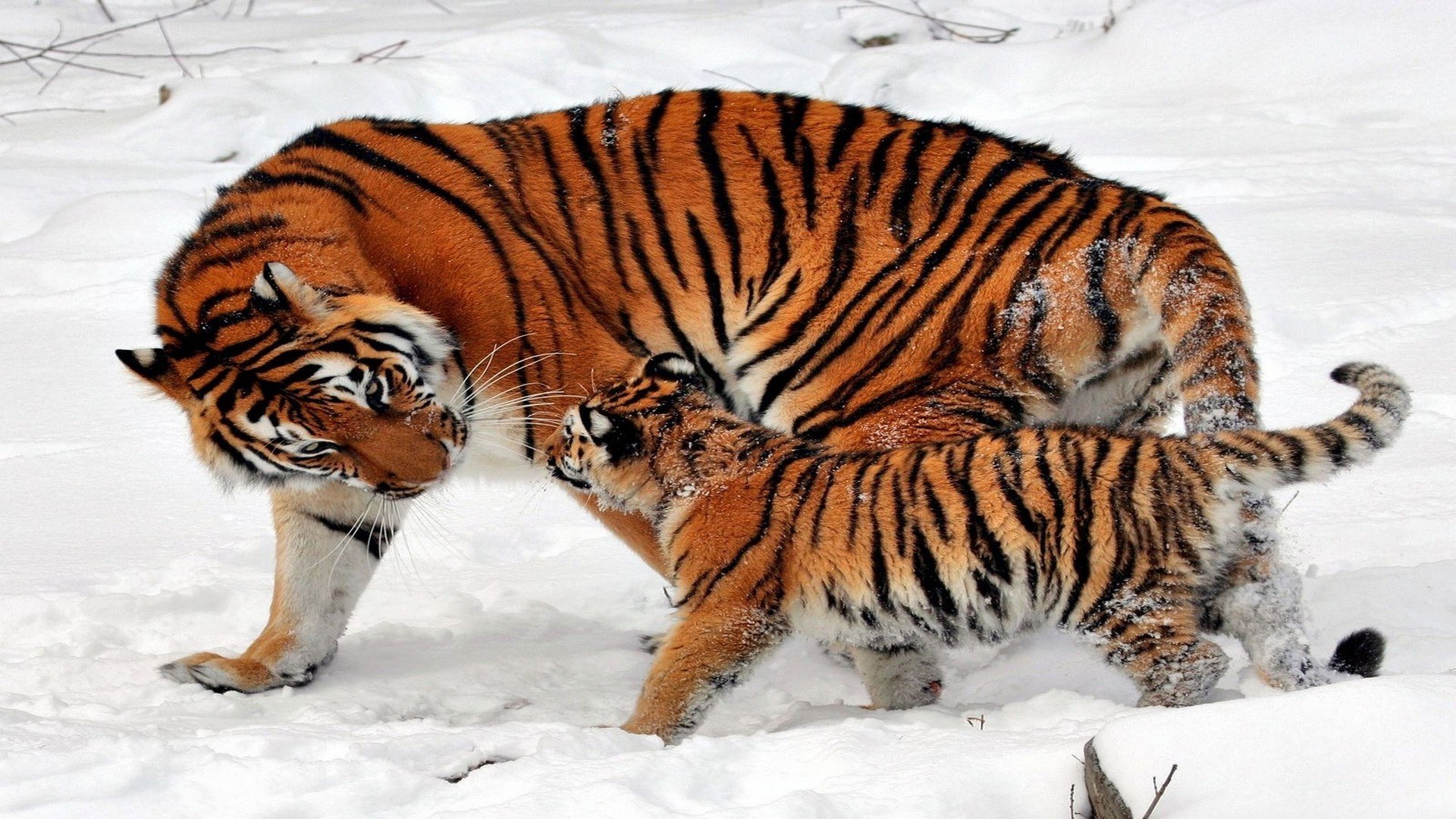Tiger and cub in snow