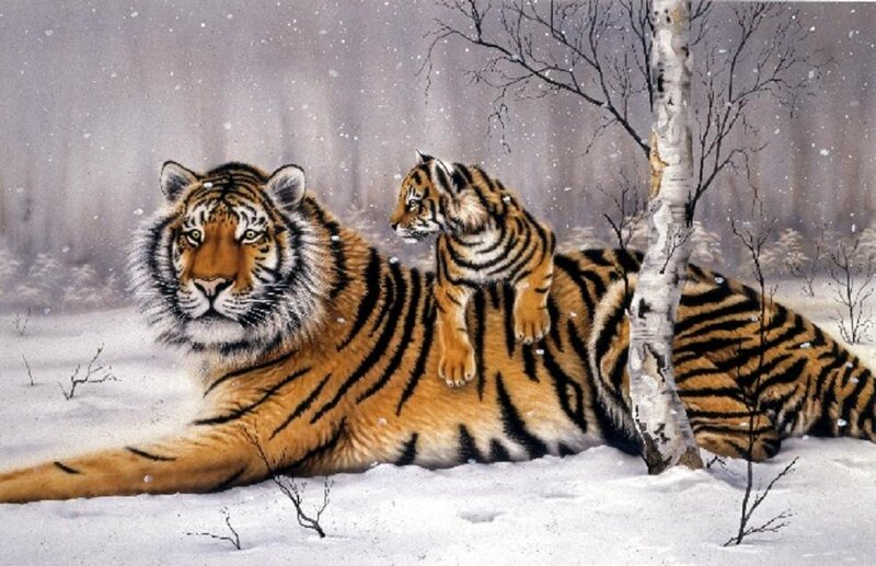 Tiger and Cub in Snow — Orange, Serene