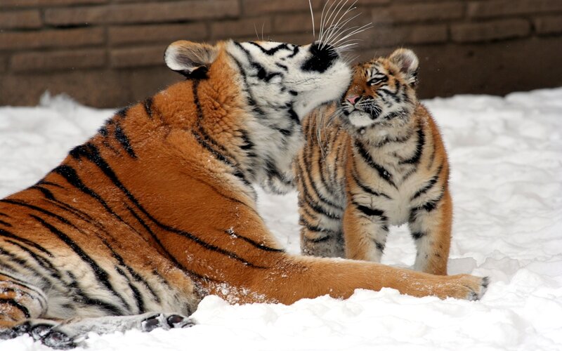 Tiger and Cub in Snow — Orange