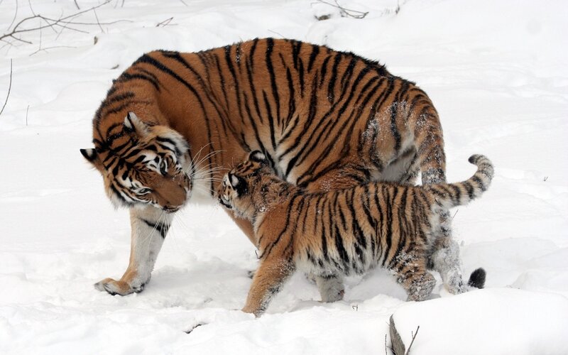 Tiger and Cub in Snow — White, Calm, Winter, Photograph, Trees, Footprints