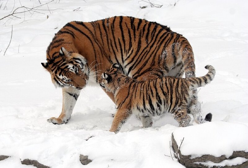 Tiger and Cub in Snow — White, Calm, Winter, Photograph, Trees, Rocks