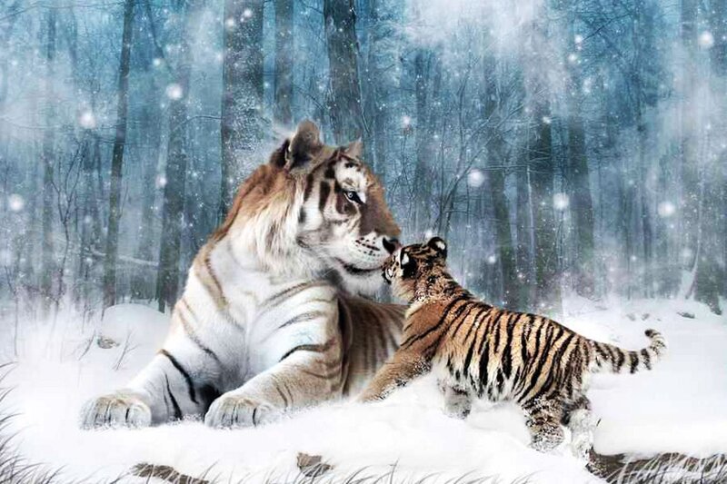 Tiger and Cub in Snow — White, Serene