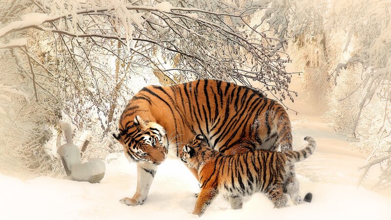 Tiger and Cub in Snow — White, Serene, Winter