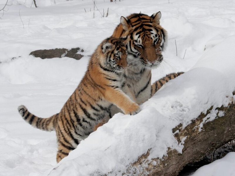 Tiger and Cub in Snow — White